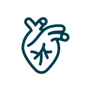 Icon eines Herzens mit Aortenbogen